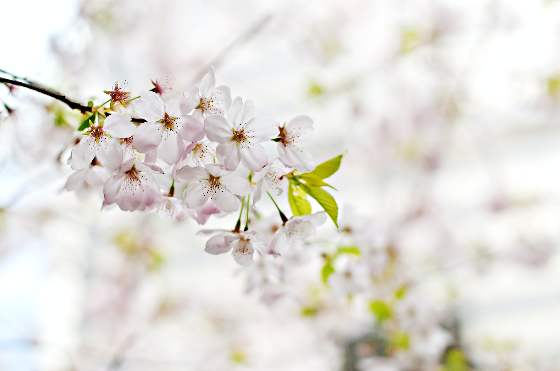 scott-webb-_AD13bc7y_s-unsplash scott-webb-_AD13bc7y_s-unsplash
